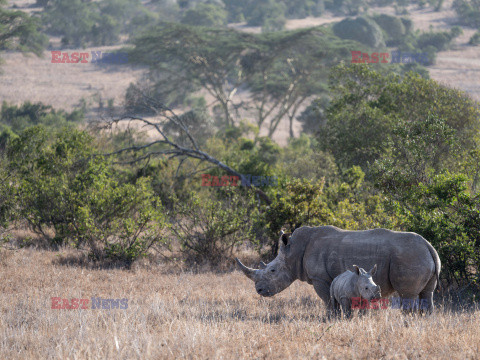 Safari na koniu - Redux