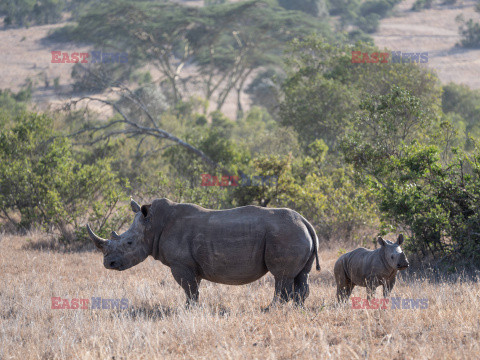 Safari na koniu - Redux