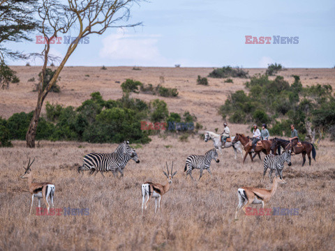 Safari na koniu - Redux