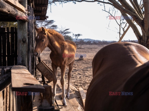 Safari na koniu - Redux