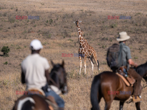 Safari na koniu - Redux