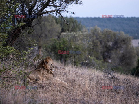 Safari na koniu - Redux