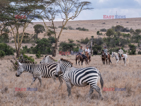 Safari na koniu - Redux