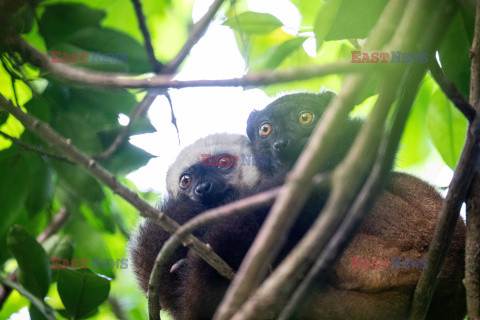 Na ratunek lemurom z Madagaskaru - Redux