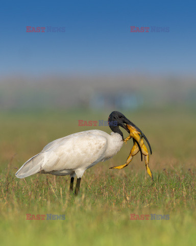 Ibis połyka żabę