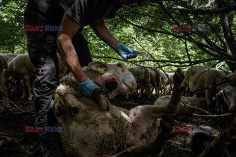 Pasterze owiec w dzikiej dolinie Fournel - AFP