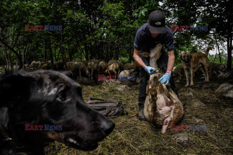 Pasterze owiec w dzikiej dolinie Fournel - AFP