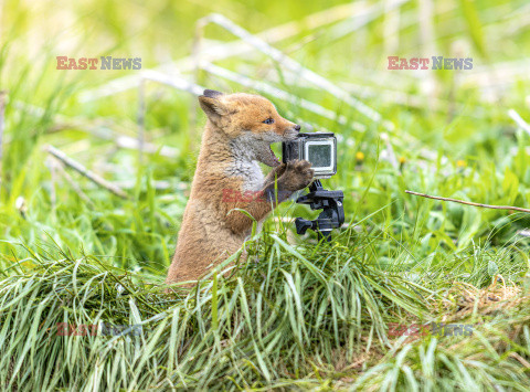 Liski zainteresowały się kamerą GoPro