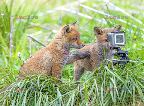 Liski zainteresowały się kamerą GoPro