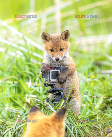 Liski zainteresowały się kamerą GoPro