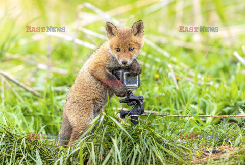 Liski zainteresowały się kamerą GoPro