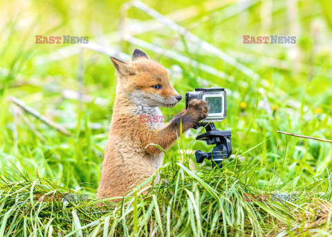 Liski zainteresowały się kamerą GoPro