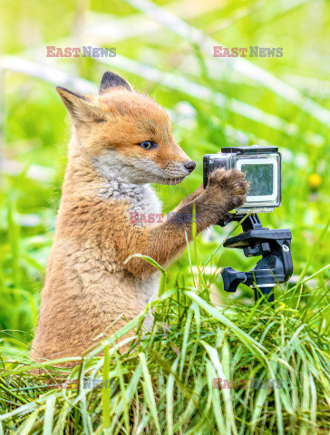 Liski zainteresowały się kamerą GoPro