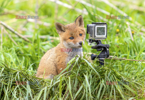 Liski zainteresowały się kamerą GoPro