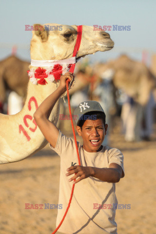 4. Camel Race w El Alamein