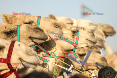 4. Camel Race w El Alamein