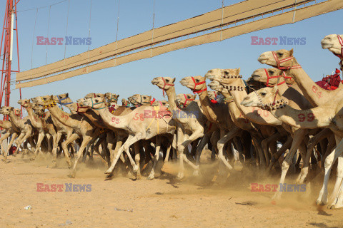 4. Camel Race w El Alamein