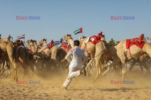 4. Camel Race w El Alamein