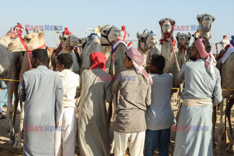 4. Camel Race w El Alamein