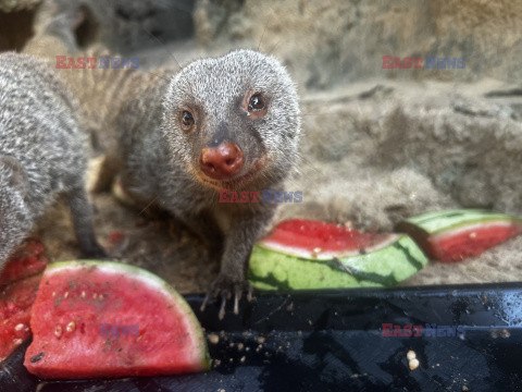 Sposoby na ochłodę w ZOO w Teksasie