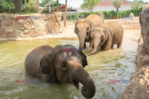 Sposoby na ochłodę w ZOO w Teksasie