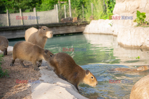 Sposoby na ochłodę w ZOO w Teksasie