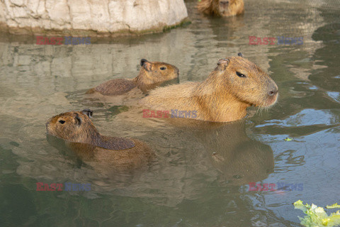 Sposoby na ochłodę w ZOO w Teksasie