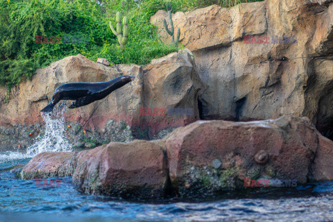 Sposoby na ochłodę w ZOO w Teksasie