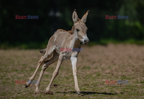 ZOO w Chester świętuje narodziny najrzadszego osła na świecie