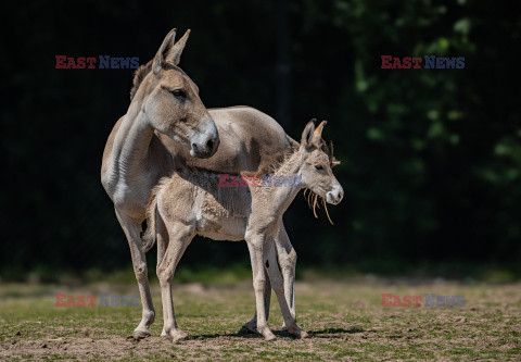 ZOO w Chester świętuje narodziny najrzadszego osła na świecie