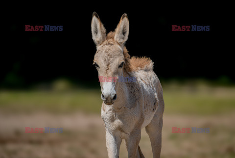 ZOO w Chester świętuje narodziny najrzadszego osła na świecie