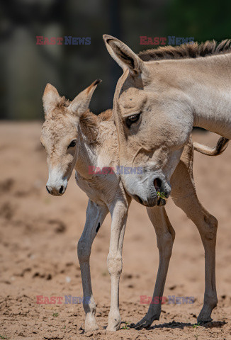 ZOO w Chester świętuje narodziny najrzadszego osła na świecie