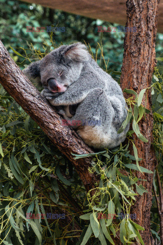 Koala zajada eukaliptus