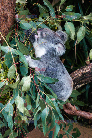 Koala zajada eukaliptus