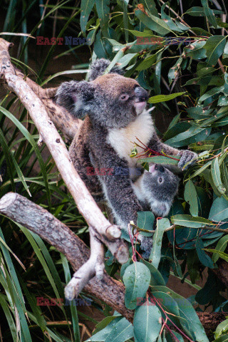 Koala zajada eukaliptus