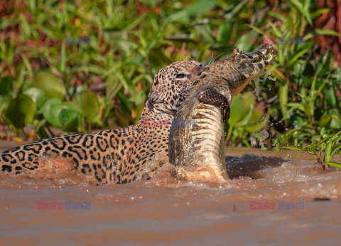 Jaguar zaatakował aligatora