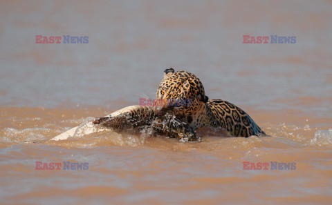 Jaguar zaatakował aligatora