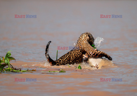 Jaguar zaatakował aligatora