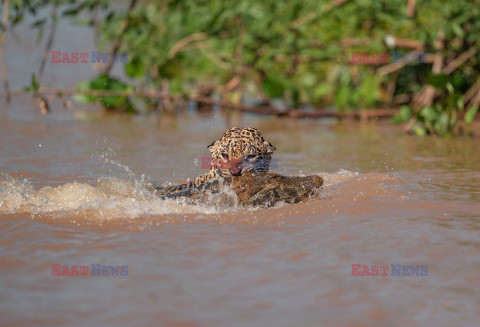 Jaguar zaatakował aligatora