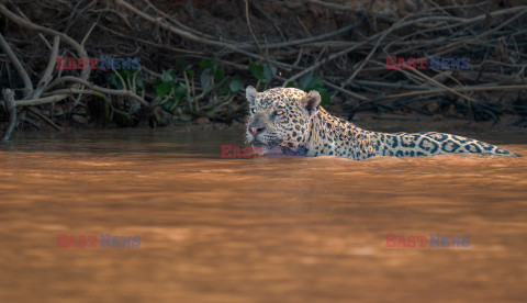 Jaguar zaatakował aligatora