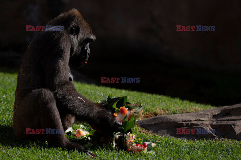 Mrożone przysmaki dla zwierząt w ZOO w Fuengirola