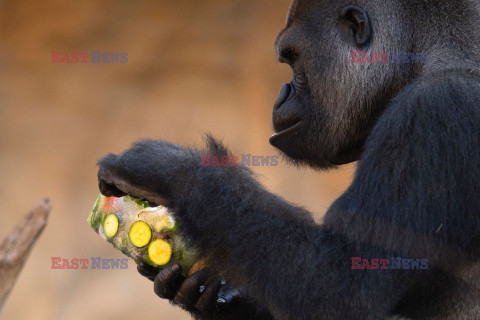 Mrożone przysmaki dla zwierząt w ZOO w Fuengirola