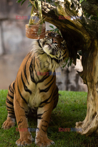 Mrożone przysmaki dla zwierząt w ZOO w Fuengirola