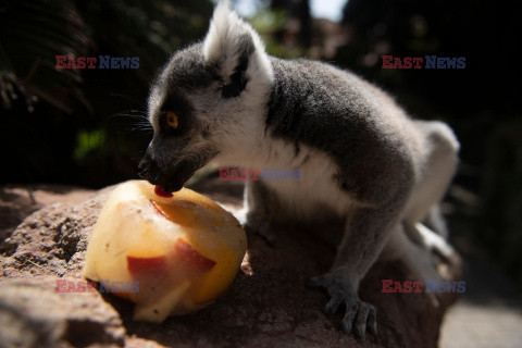 Mrożone przysmaki dla zwierząt w ZOO w Fuengirola