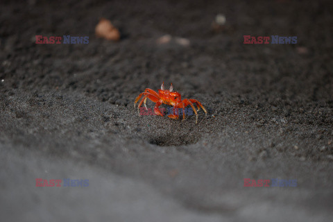 Krab czerwony duch na plaży w Kolumbii