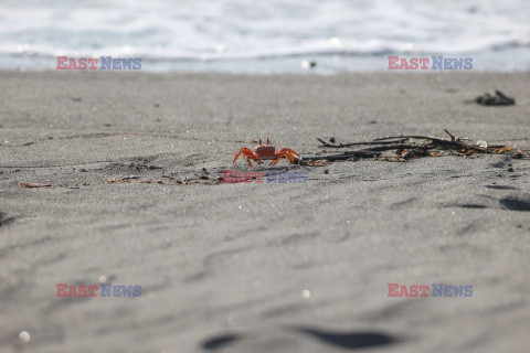 Krab czerwony duch na plaży w Kolumbii