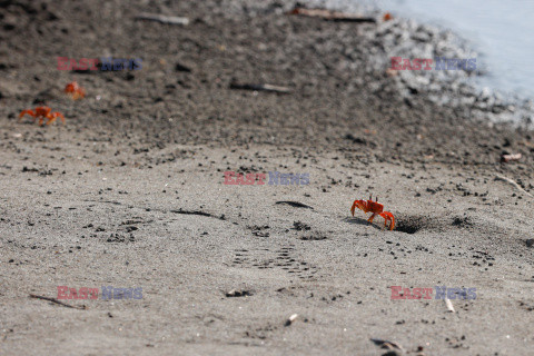 Krab czerwony duch na plaży w Kolumbii