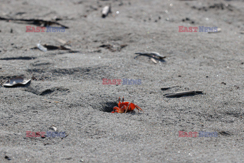 Krab czerwony duch na plaży w Kolumbii