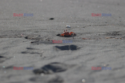 Krab czerwony duch na plaży w Kolumbii