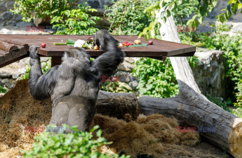 50. urodziny goryla Toni w ZOO w Kijowie